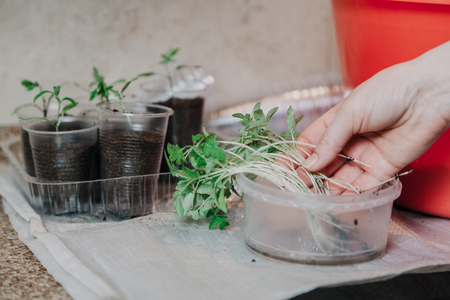 Transplanting. A woman's hand takes a thin green tomato from a round plastic box
の写真素材