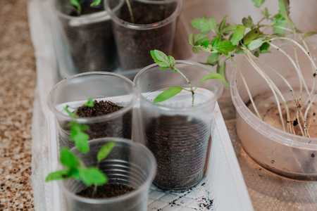 We grow seedlings. Thin sprouts of tomatoes with green leaves lie in a container against the background of containers with earth
の写真素材