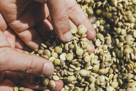 Hand of the breeder. Hands hold sprouted seeds of food lentils.