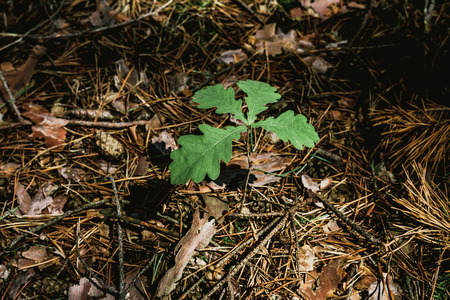 young oak tree. A small sprout of an oak tree with bright green leaves. Around the dry needles of...