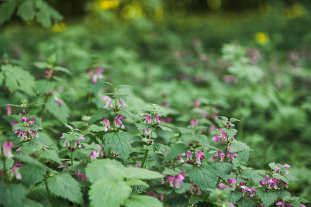 Wildflowers. Green plants with small purple flowers
の写真素材