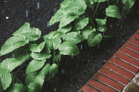 Summer rain in the garden. The green leaves of the host plant are on black earth under raindrops. Near the brick pathの写真素材