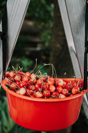 Collection of red cherries. red container completely filled with ripe red cherries
の写真素材