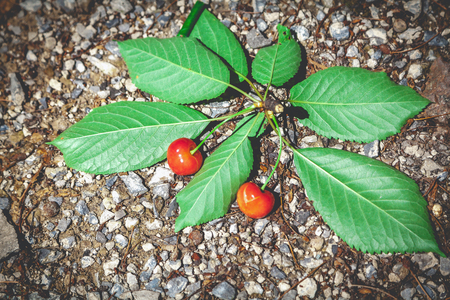 branch of sweet cherry with two ripe red berries and green leaves lies on a stony ground close upの写真素材