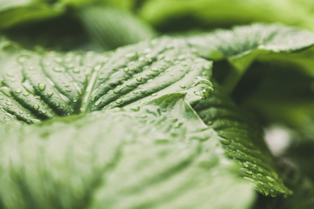 After the rain. Beautiful drops of water on the juicy green leaves of the host plantの写真素材