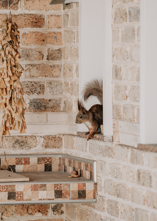 ordinary squirrel with large fluffy ears and tail sits on the sill of a brick houseの写真素材