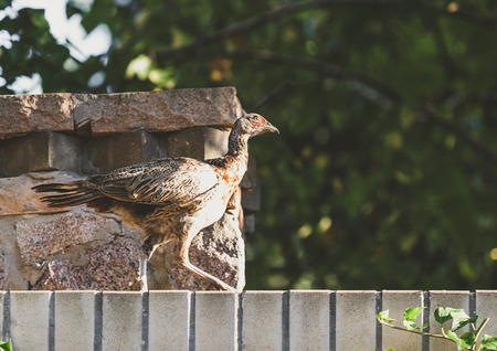 large female pheasant walks through a stone fence on a summer dayの写真素材