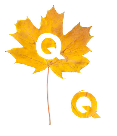 Autumn letters. The letter Q is carved from a beautiful yellow maple leaf on a white background. On the sheet, the letter pattern of the letterの写真素材