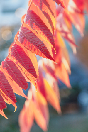 Bright colors of autumn. Beautiful red leaves on a branch of sumac close-up on a sunny autumn day