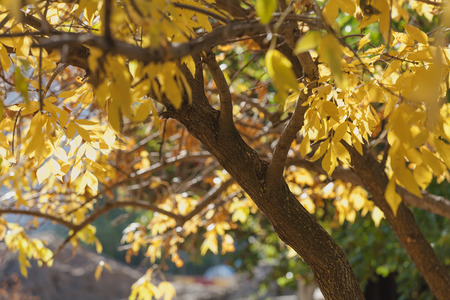 Golden colors of autumn. Branch of a tree with extended yellow leaves on a sunny autumn day