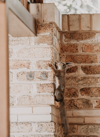 ordinary squirrel with large fluffy ears and a long tail scrambles over a brick wallの写真素材