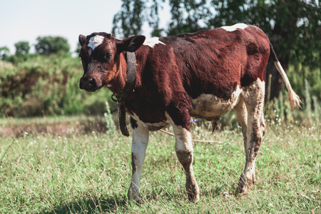 brown-colored bull with white legs stands on a leash on a green meadowの写真素材