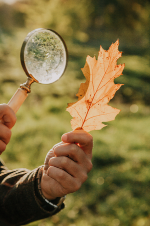 naturalist studies a large yellow leaf of a tree through a large magnifying glass on a bone handleの写真素材