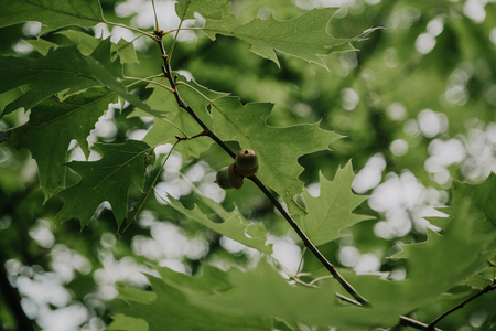 Two green acorns weigh on a thin branch of an oak tree. Around there are many green carved leaves....
