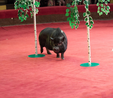 Pig and birch. A black pig on short legs runs between the trunks of toy birches in the circus arenaの写真素材