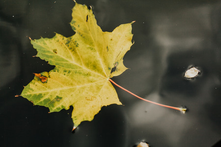Autumn on the water. A beautiful fallen maple leaf floats on the surface of the water