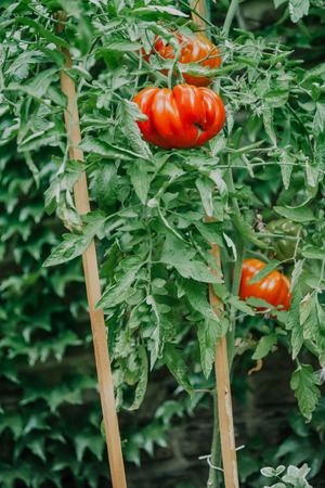 Bush of a tomato. A large red tomato ribbed structure of a variety A ribbed giant grows on a tall green bushの写真素材