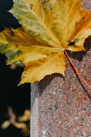 Autumn on the granite. A beautiful fallen maple leaf lies on a granite slab close upの写真素材