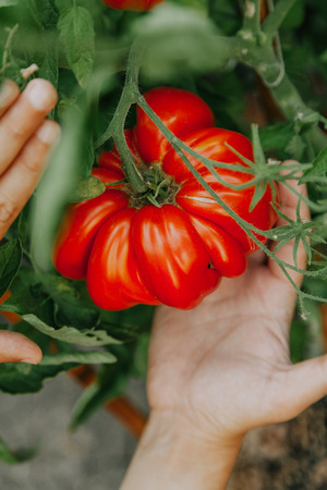 large red tomato ribbed structure of a variety A ribbed giant grows on a green bush. Lower right handの写真素材
