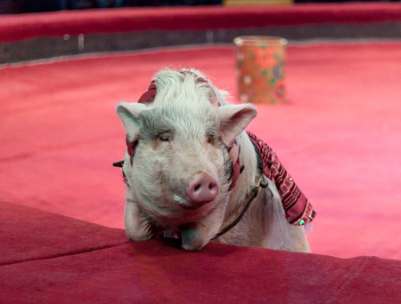 Pig in the circus. A pretty pig lies on the red barrier in the circus arena close-up. A pink piglet is visibleの写真素材