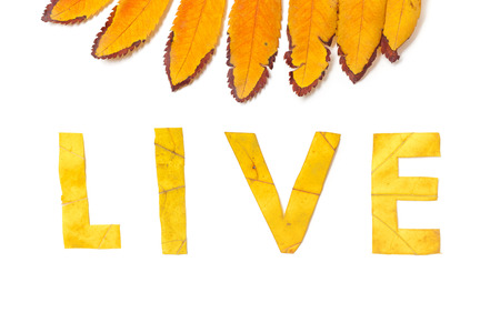 Live. Letter carved on a beautiful yellow maple leaf on a white background close-upの写真素材
