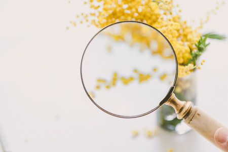 Consider the mimosa. Round magnifying glass on a bone handle in front of a bouquet of yellow mimosaの写真素材
