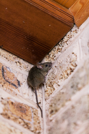 little gray mouse with a long tail sits at the top corner of the brickwork.の写真素材