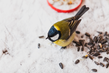 Birds in the winter. Cute tit is sitting on the snowy ground. Nearby are black sunflower seeds.の写真素材