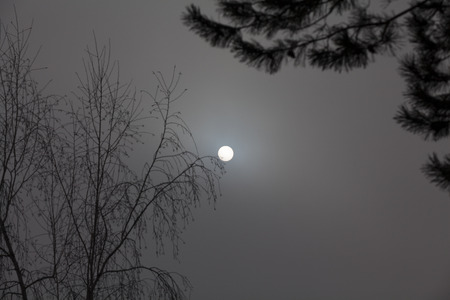 Winter landscape with the sun. Round sun in a gray haze in the winter sky above the branches of a treeの写真素材