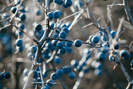Ripe berries of thorns on a branch by the sunの写真素材