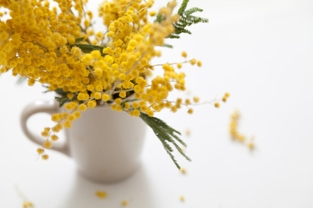 Spring mood. Branch of a yellow mimosa standing in a white cup on a white backgroundの写真素材