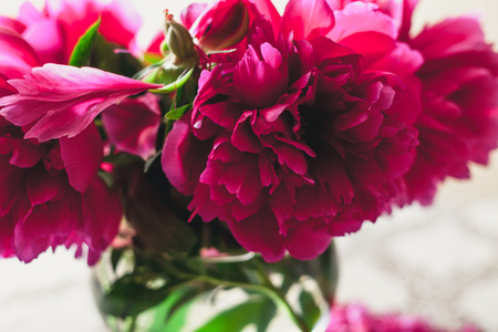 peonies on the table. Bright red flowers on short legs stand in a transparent vase. On the table lie fallen peon petalsの写真素材