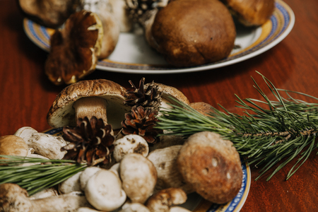 Forest still life. Beautiful white mushrooms lie on a plate. Nearby are cones and a branch of pine. Close-upの写真素材