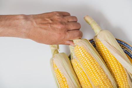 Hand takes a beautiful cob of ripe yellow corn with green leaves close-up