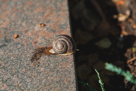 large mollusk with a round sink crawls on a smooth granite surface on a summer dayの写真素材