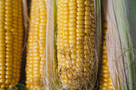 Beautiful cob of ripe yellow corn with green leaves close-upの写真素材