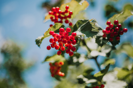 Bunch of beautiful red viburnum weigh on a tree branch with green leaves close-up