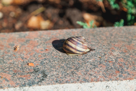 large mollusk with a round sink crawls on a smooth granite surface on a summer dayの写真素材