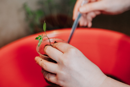 Transplanting seedlings. Hands compact the soil in a plastic container with a green sprout tomato spoon with a long handleの写真素材
