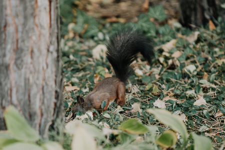 red-haired plain squirrel with a fluffy tail sits on the ground and in front of a tree trunk on a lawnの写真素材
