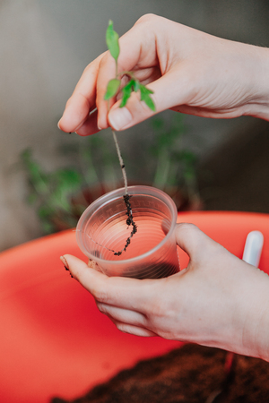 Preparation of seedlings. The woman's hands plant a green tomato sprout in a transparent plastic container. Bottom capacity with soilの写真素材