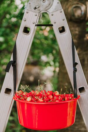 Collect red sweet cherries. Red container is full of ripe red sweet cherry weighs on the aluminum ladderの写真素材