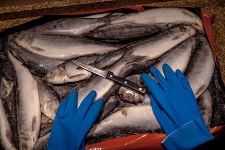 Sea catch. Frozen herring lies evenly. On top is a sharp knife and a blue rubber glove