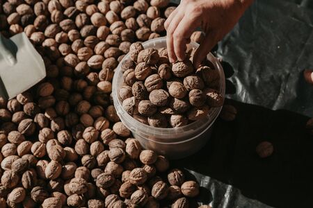 Harvest nuts. Hand puts ripe walnuts in a full white plastic bucketの写真素材