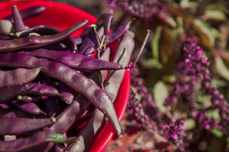 red round plastic bowl with bean pods stands on the ground. View from aboveの写真素材
