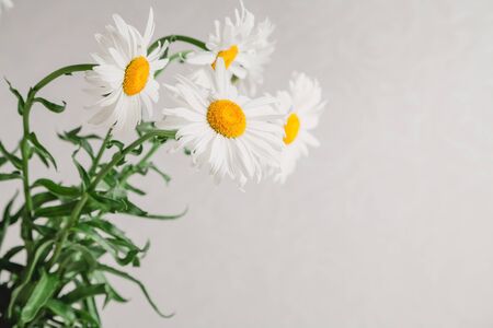 Original look. A bouquet of large daisies in backlight. Side viewの写真素材