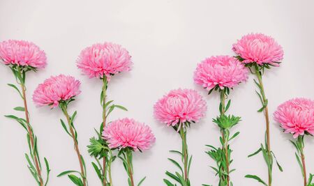 row of pink chrysanthemums is located on a white background at different heights.の写真素材