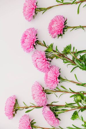 row of pink chrysanthemums is located on a white background at different heights.の写真素材