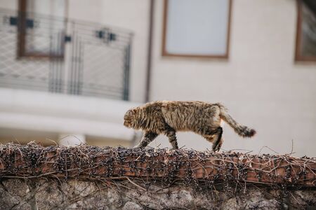 beautiful fluffy cat walks on a brick fence. In the background is a modern home.の写真素材