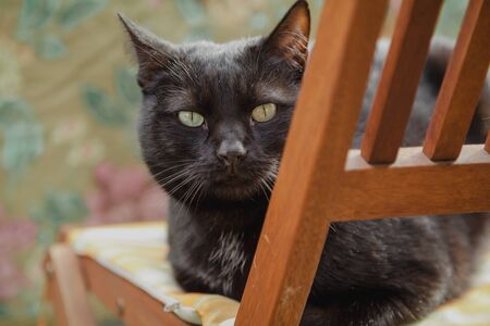 clever black cat with green eyes sits on a chair and looks straight.の写真素材